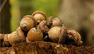Acorns on a log british seniors funeral plan