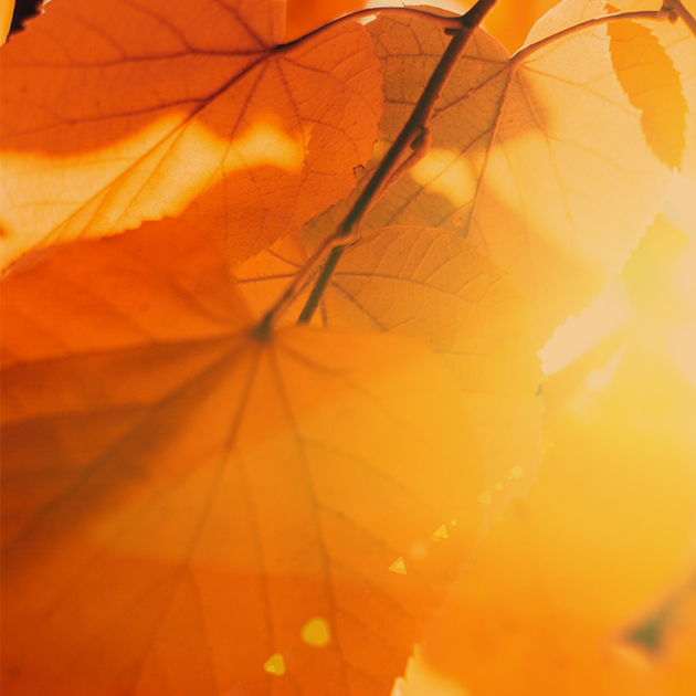 autumnal leaves with the sunlight bursting through them