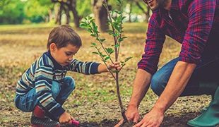 Young boy helping to plant a sapling tree with his father funeral plans under 50